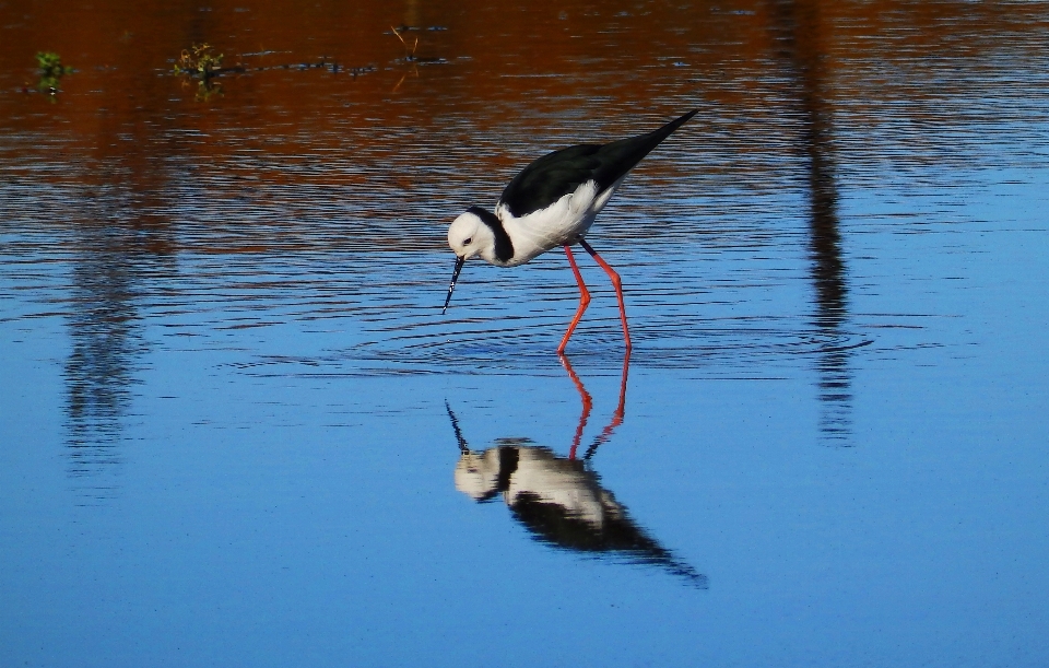 Nature wetlands bird wing