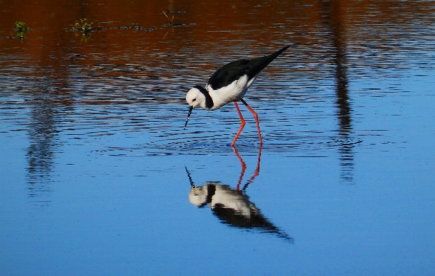 Nature wetlands bird wing Photo