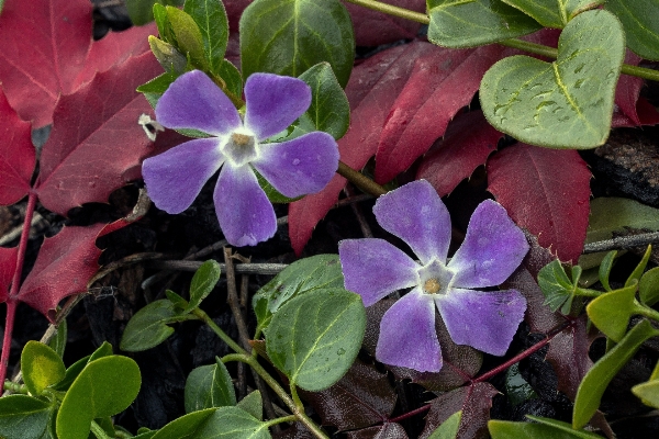 花 植物 花弁 咲く 写真