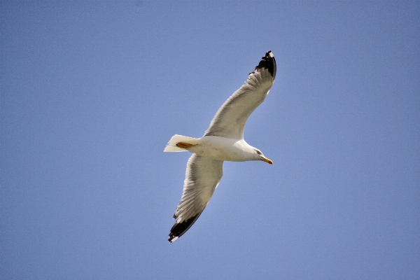 Nature bird wing sky Photo