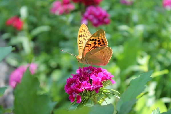 Foto Natureza plantar prado
 flor