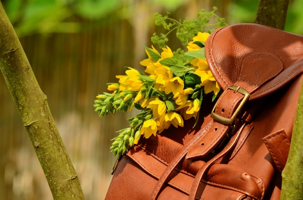 Foto Pohon daun bunga ransel