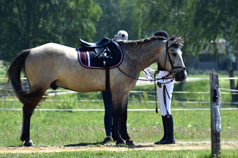 Farm countryside animal rider