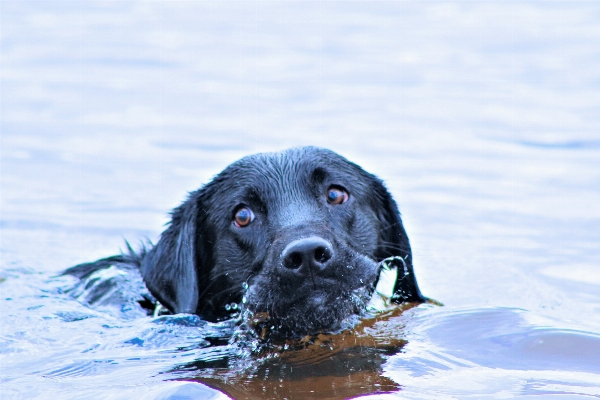 Foto Acqua cucciolo cane mammifero