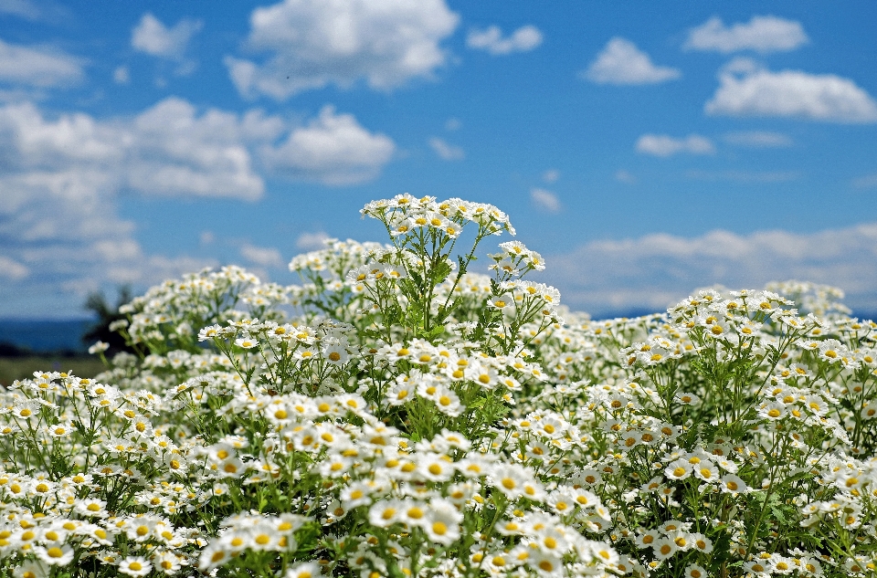 Nature blossom plant sky