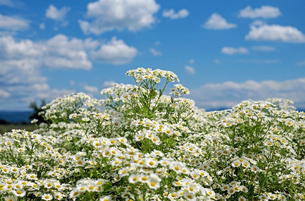 Foto Natura fiore pianta cielo