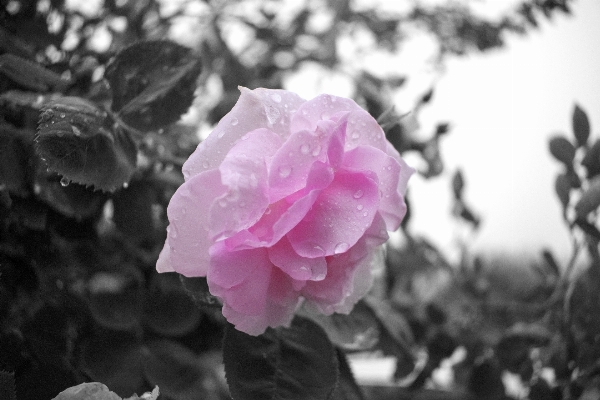 花 黒と白
 植物 白 写真