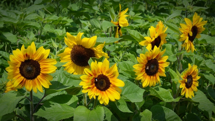 Nature blossom plant field Photo