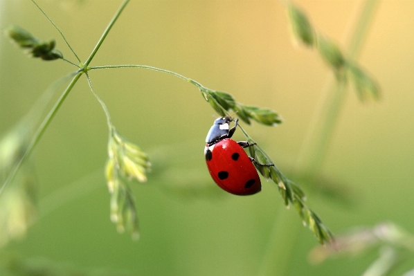 Foto Natura fotografia fiore verde