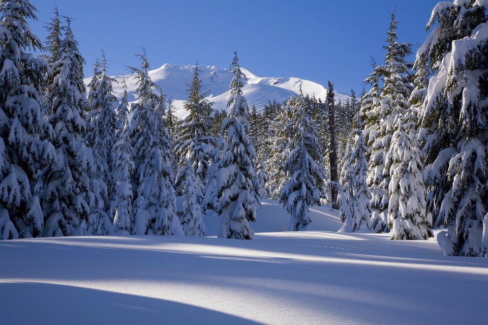 Landscape nature forest mountain