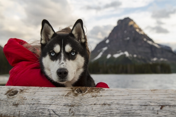 Foto Bekerja musim dingin anjing satwa