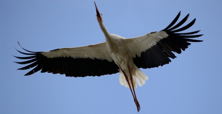 Nature bird wing sky Photo