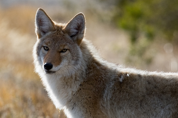 Foto Natureza região selvagem
 animal canino
