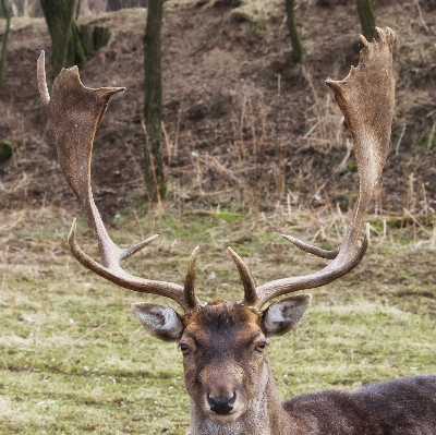 Forest meadow wildlife deer Photo