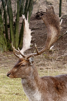 Forest meadow wildlife deer Photo