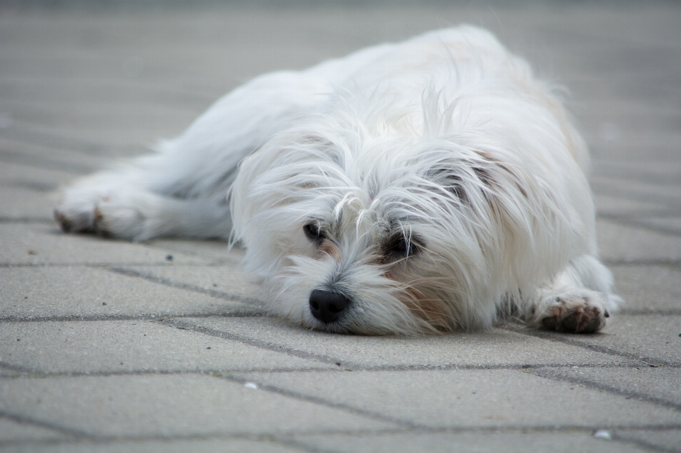 Weiss süss welpe hund