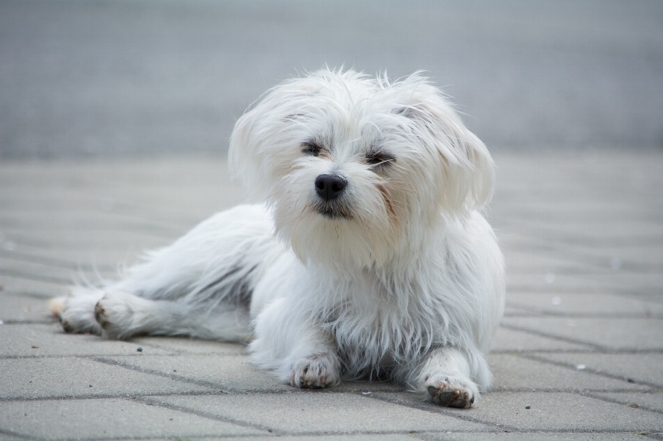 Blanc doux chiot chien