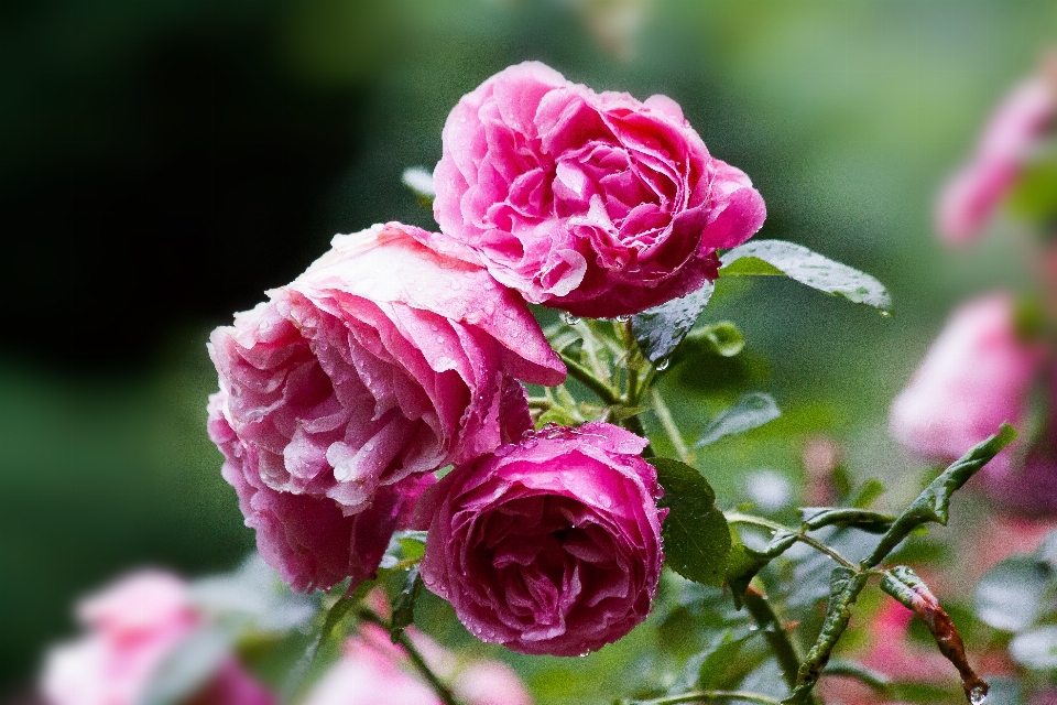 Nature blossom plant rain