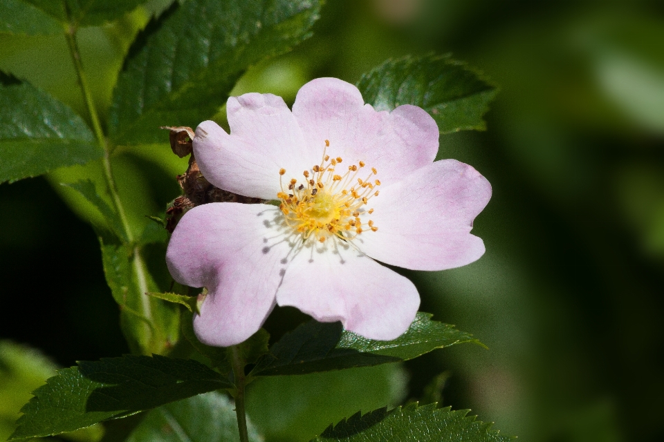 Natura fiore pianta bianco