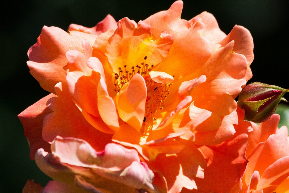 Nature blossom plant flower