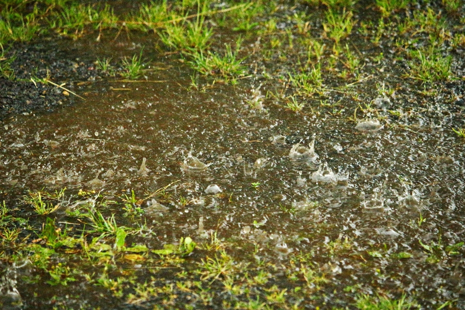 вода лес трава растение