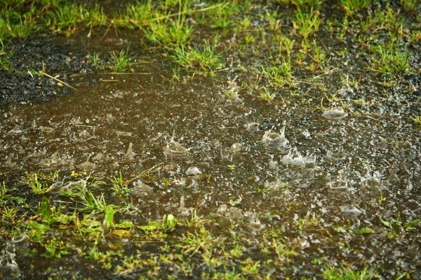 Water forest grass plant Photo