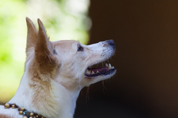 Foto Membuka putih melihat anjing