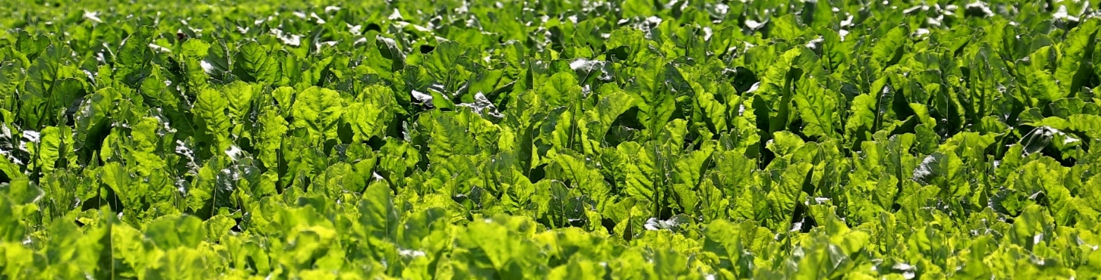 Grass plant field lawn Photo