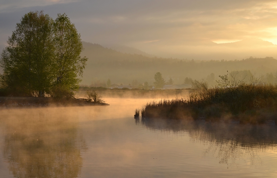 Paysage arbre eau nature