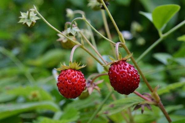 Foto Pianta frutta bacca fiore