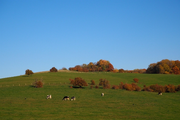 Landscape nature grass horizon Photo