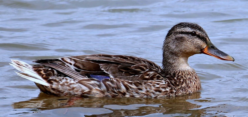 Water nature bird wing Photo