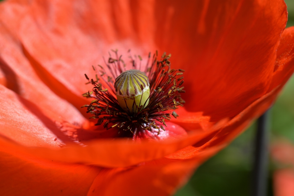 Fiore pianta petalo rosso