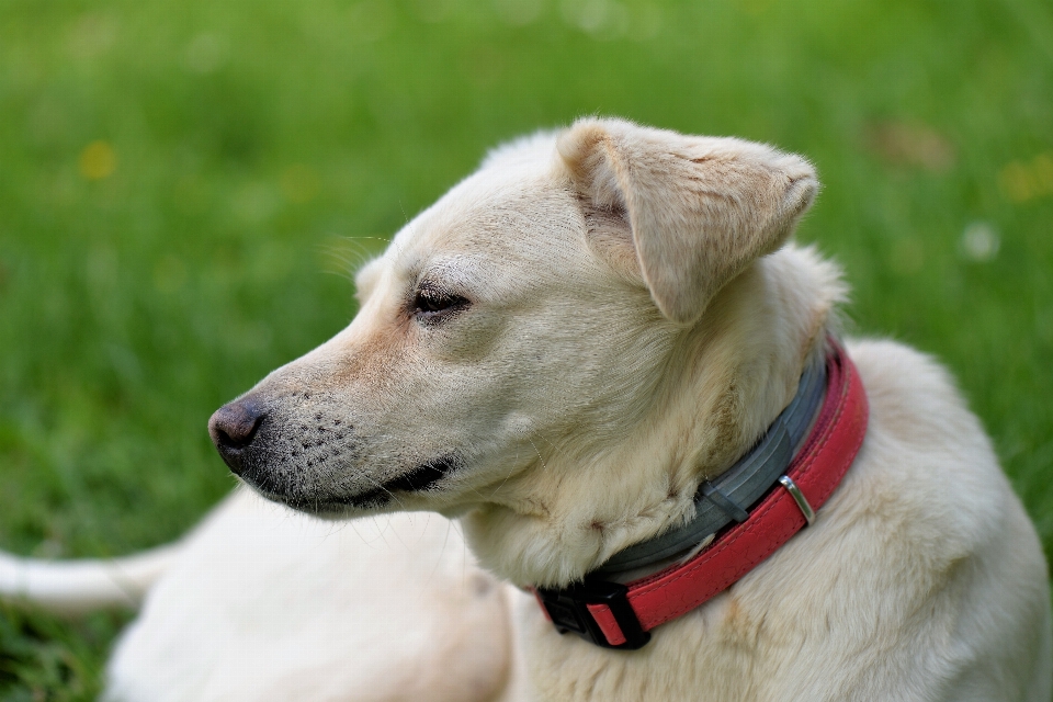 Köpek yavrusu evcil hayvan memeli