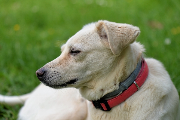 Foto Filhote de cachorro bicho estimação mamífero