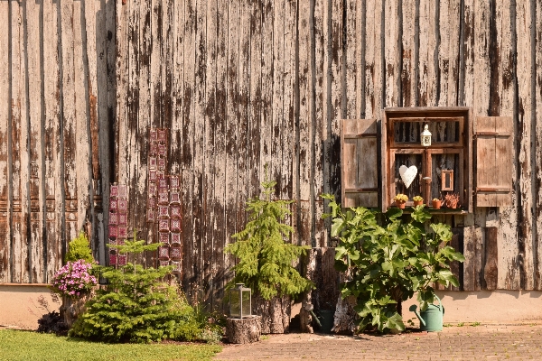 Tree wood house flower Photo