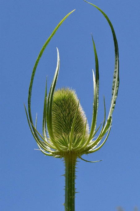 自然 草 とげのある
 植物