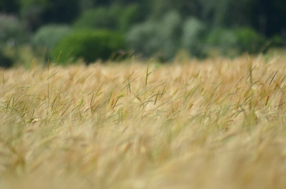 Nature grass plant field