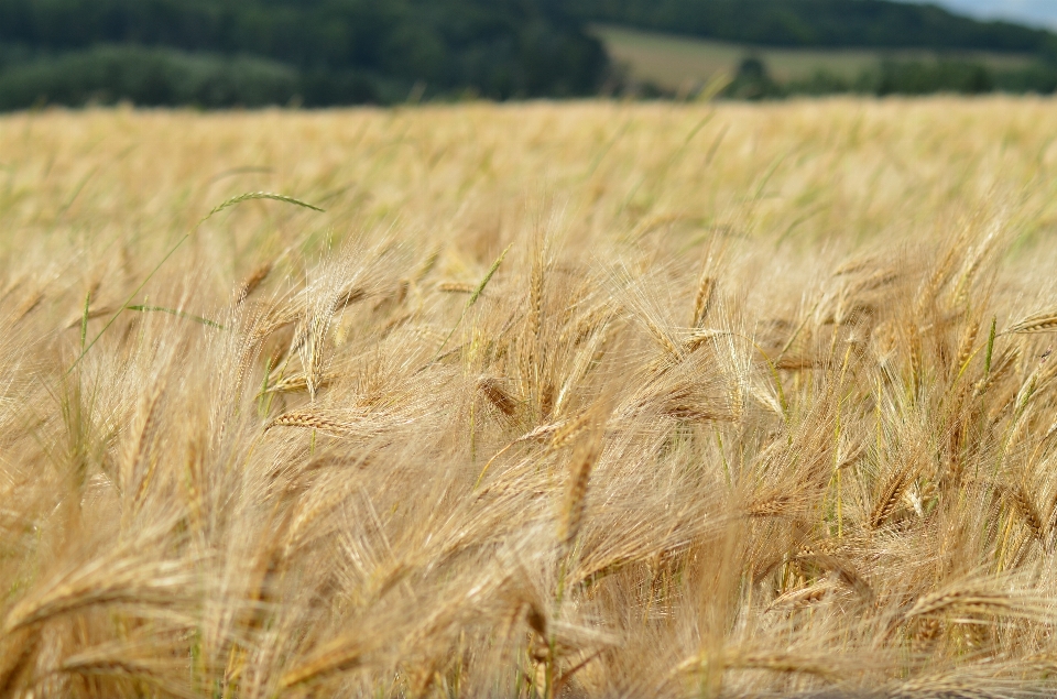 Grass plant field barley