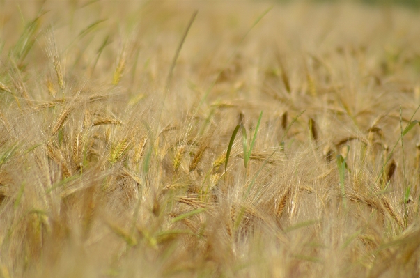 Grass plant field barley Photo