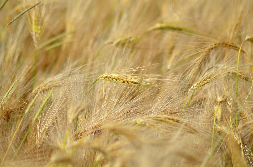 Anlage feld gerste weizen