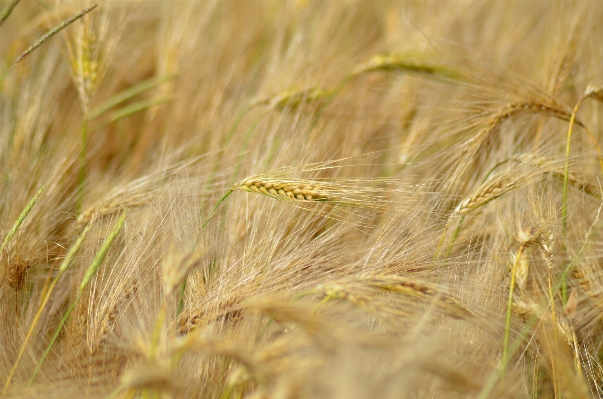 Plant field barley wheat Photo