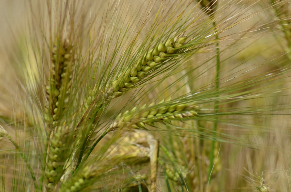 Grass plant field barley