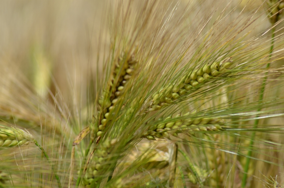 Grass plant field barley