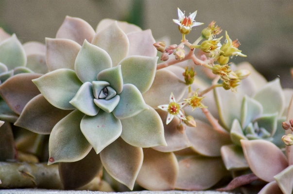 Nature blossom cactus plant Photo