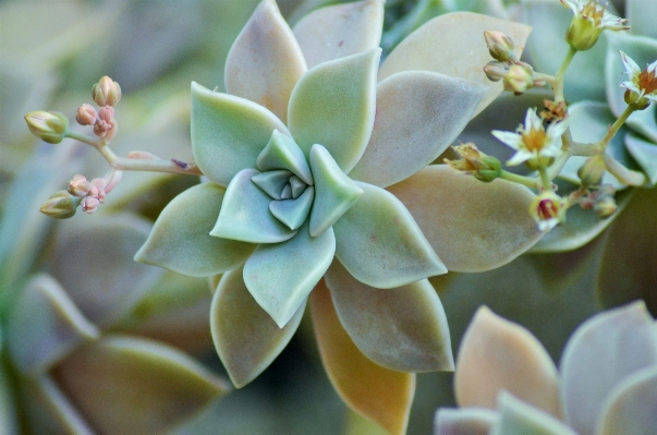 Foto Natureza florescer cacto
 plantar