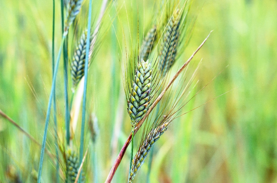 Natur gras anlage feld