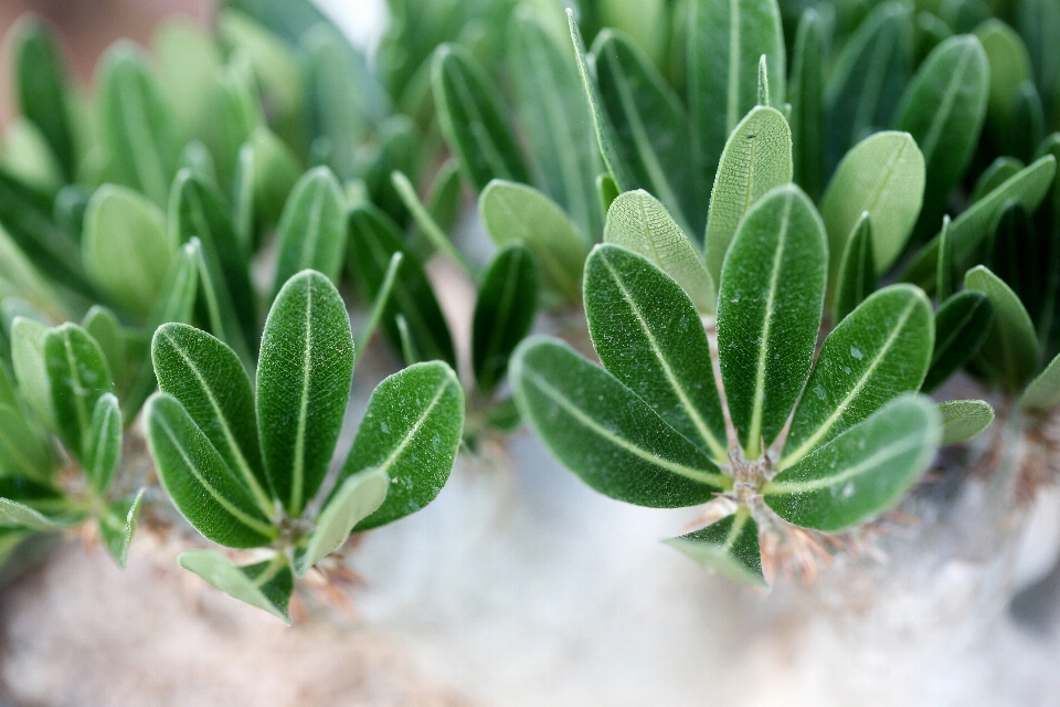 自然 仙人掌 植物 叶子