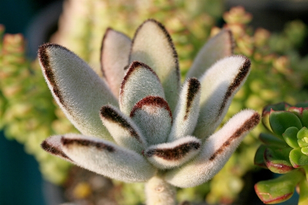 Foto Natureza cacto
 plantar flor