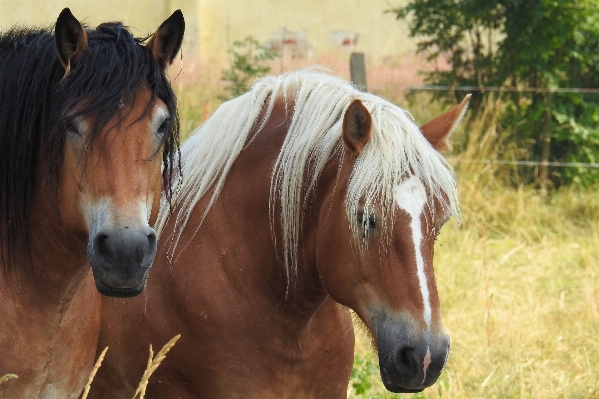 Pasture grazing horse mammal Photo